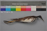 藏品(水雉)的圖片